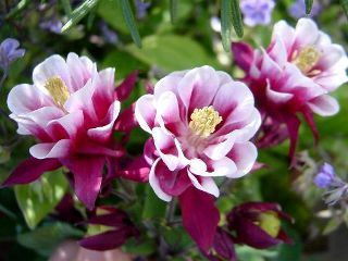 Aquilegia vulgaris 'Winky Red-White'