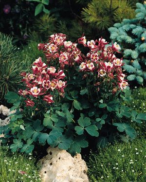 Aquilegia vulgaris 'Winky Red-White'
