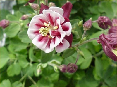 Aquilegia vulgaris 'Winky Red-White'