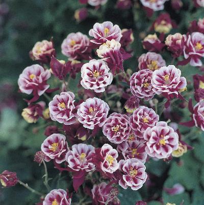 Aquilegia vulgaris 'Winky Red-White'