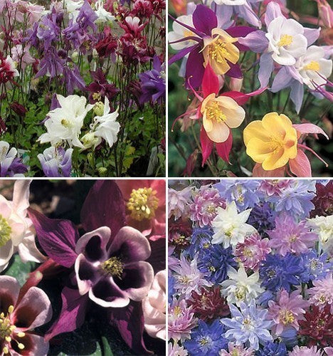 Aquilegia 'Cottage Garden Mix'