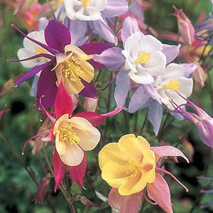 Aquilegia 'Cottage Garden Mix'