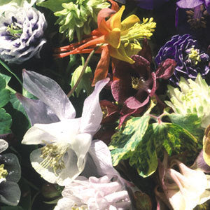 Aquilegia 'Cottage Garden Mix'