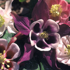 Aquilegia 'Cottage Garden Mix'