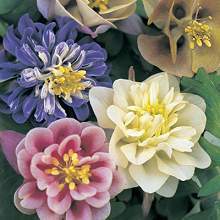 Aquilegia 'Cottage Garden Mix'