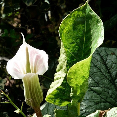 Arisaema candidissimum