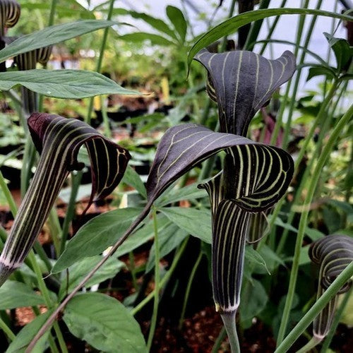 Arisaema ciliatum