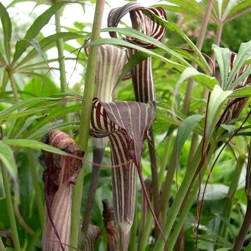 Arisaema consanguineum