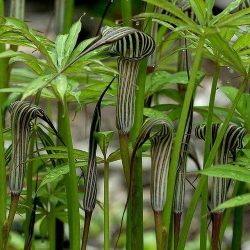 Arisaema consanguineum