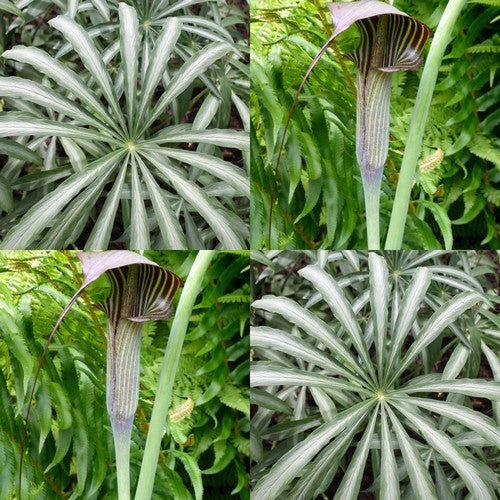 Arisaema consanguineum 'Variegata'
