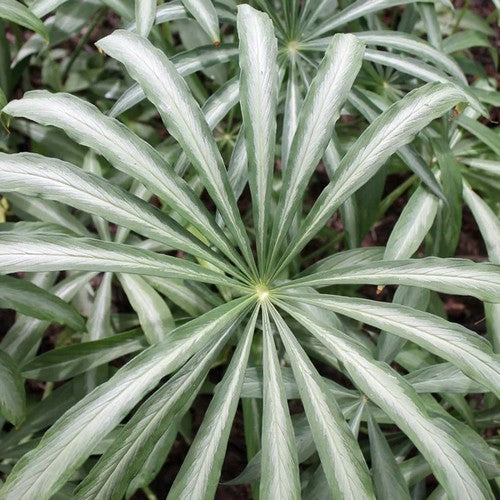 Arisaema consanguineum 'Variegata'