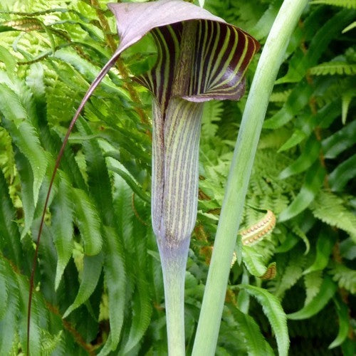 Arisaema consanguineum 'Variegata'