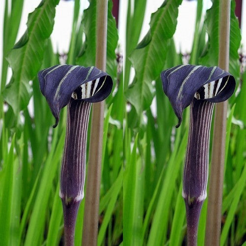 Arisaema concinnum