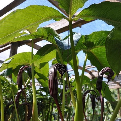 Arisaema costatum