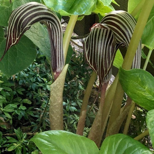 Arisaema fargesii