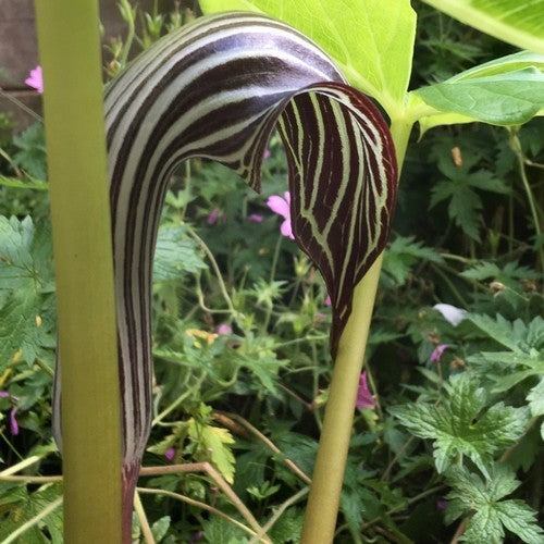 Arisaema fargesii