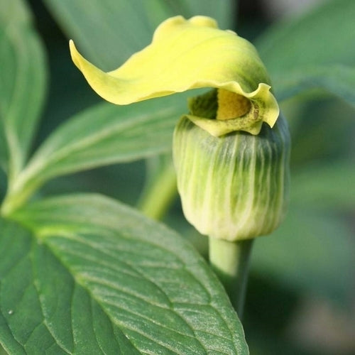 Arisaema flavum