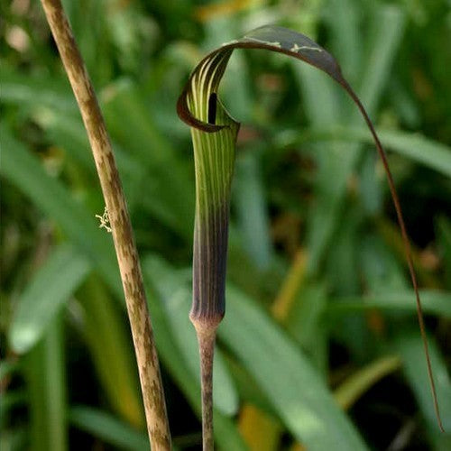 Arisaema formosanum
