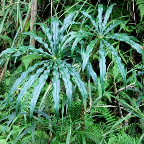Arisaema formosanum