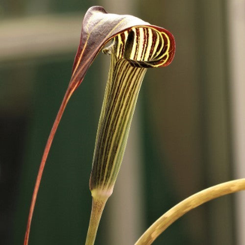 Arisaema formosanum