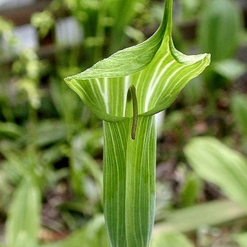 Arisaema jacquemontii