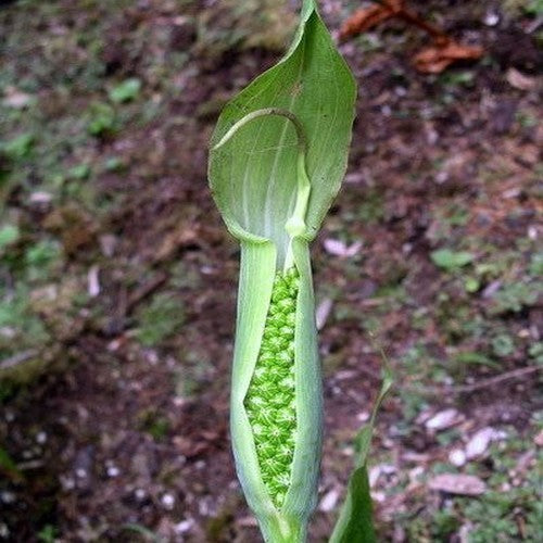 Arisaema jacquemontii