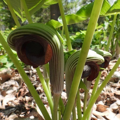 Arisaema ringens
