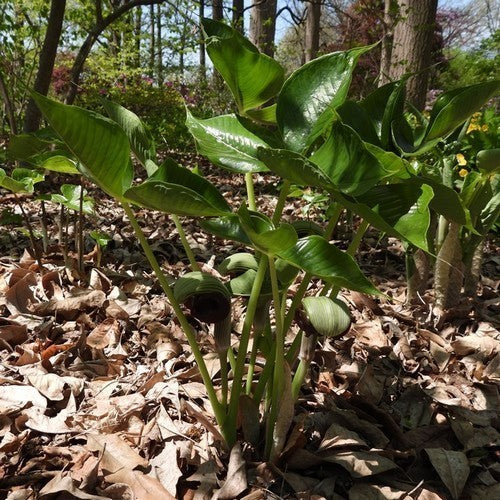 Arisaema ringens