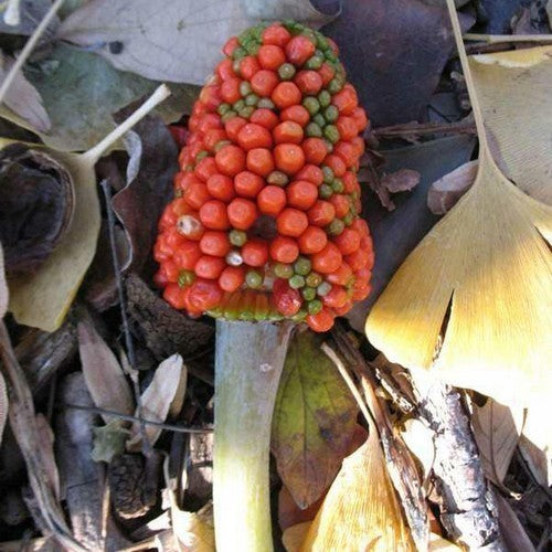 Arisaema ringens