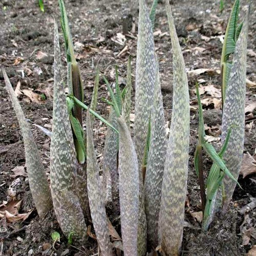 Arisaema ringens
