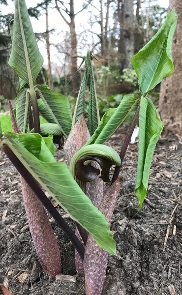 Arisaema ringens