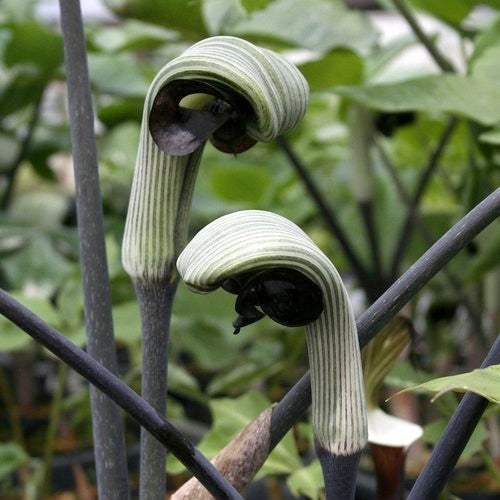 Arisaema ringens