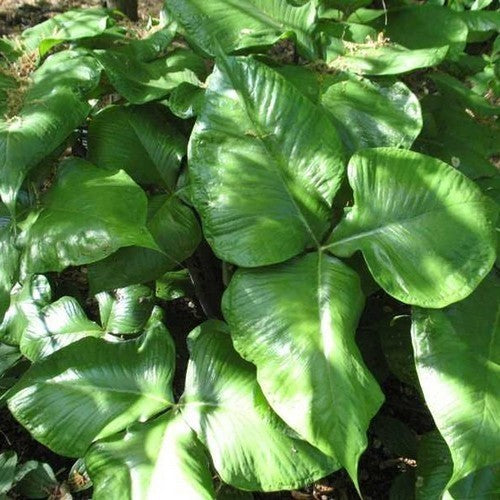 Arisaema ringens