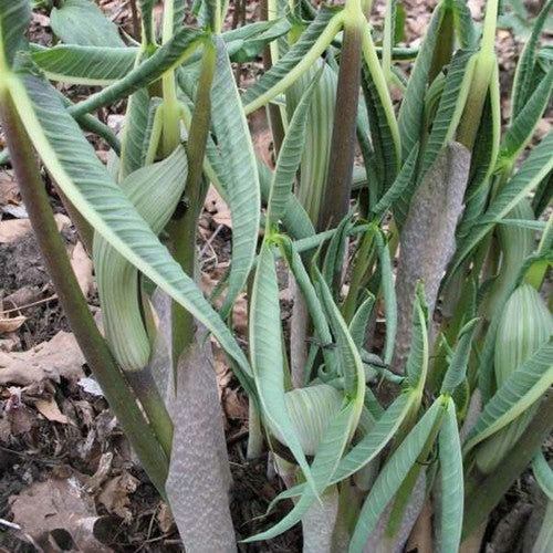 Arisaema ringens