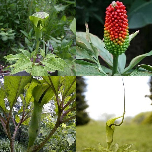 Twisted Jack-in-the-Pulpit