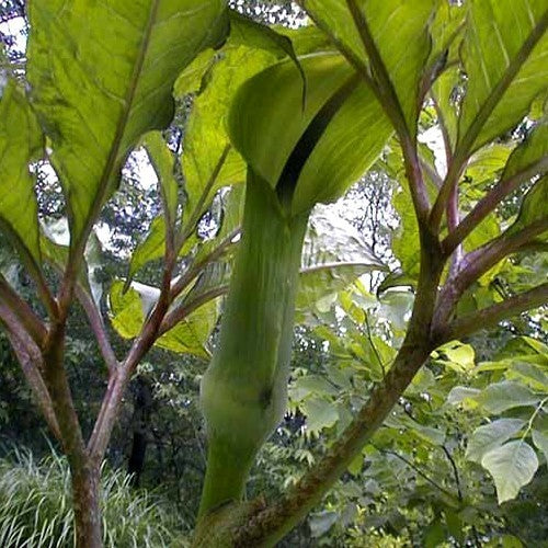 Twisted Jack-in-the-Pulpit