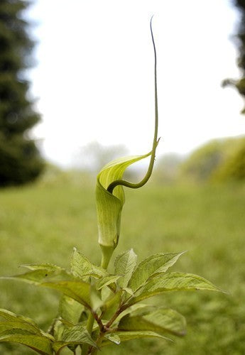 Twisted Jack-in-the-Pulpit