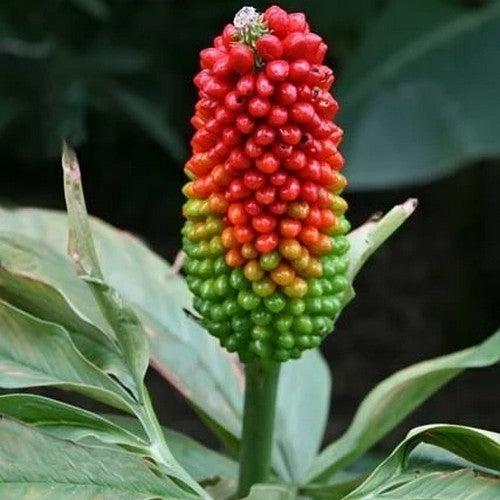 Twisted Jack-in-the-Pulpit
