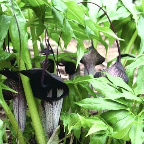 Arisaema urashima