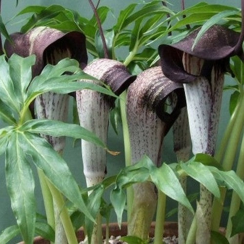 Arisaema urashima