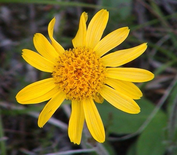 Arnica montana