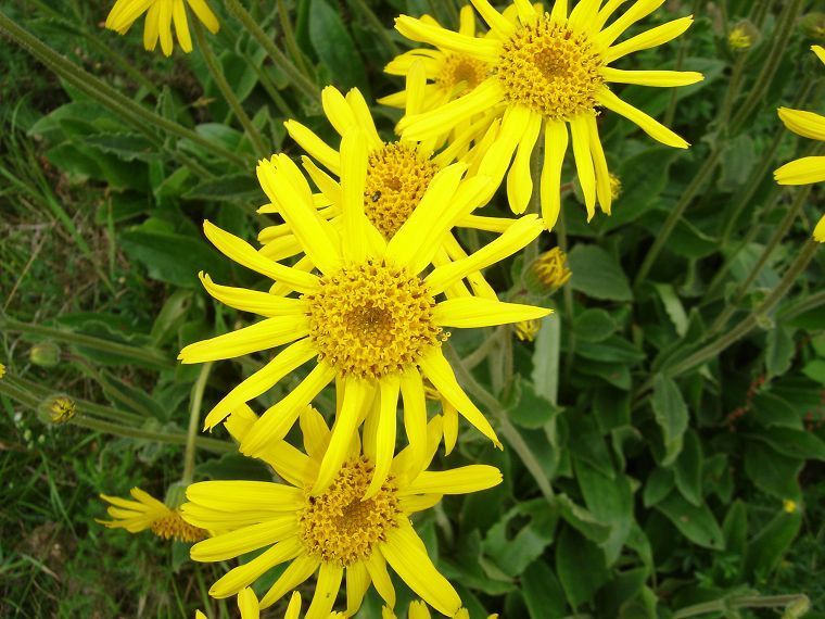 Arnica montana
