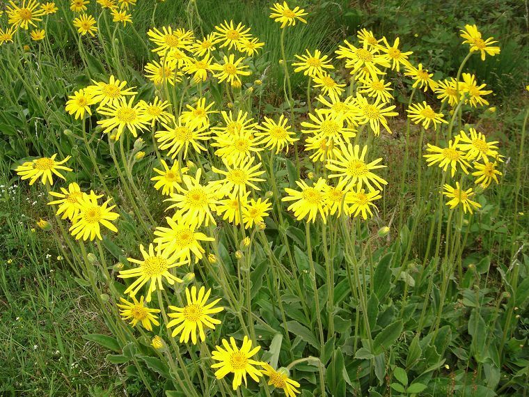 Arnica montana