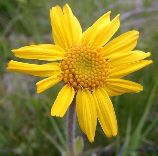 Arnica montana