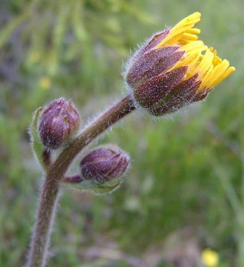 Arnica montana