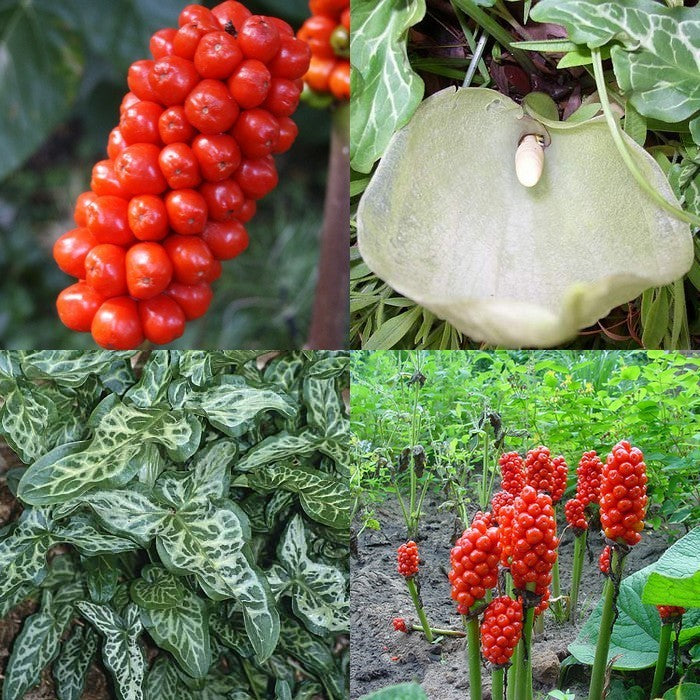 Arum italicum 'Marmoratum'