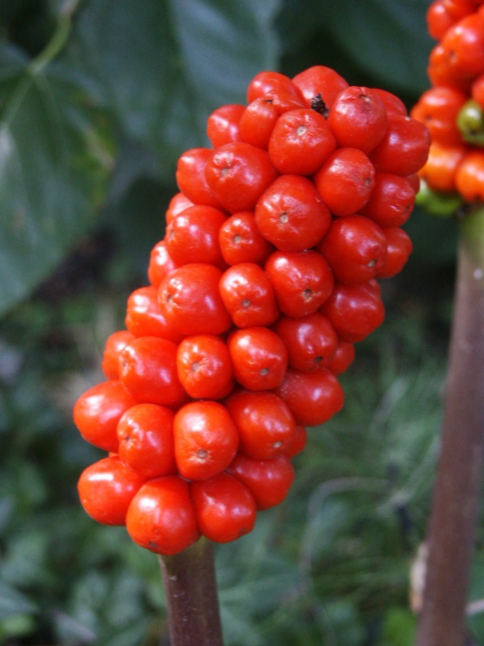 Arum italicum 'Marmoratum'