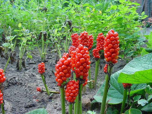 Arum italicum 'Marmoratum'
