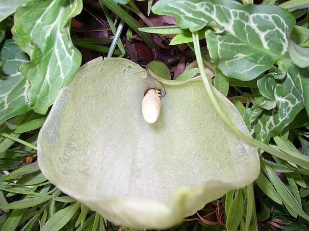 Arum italicum 'Marmoratum'