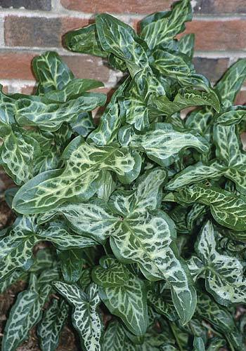 Arum italicum 'Marmoratum'